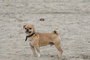 004-2018-03-31 Puppy shoot op de Zandmotor