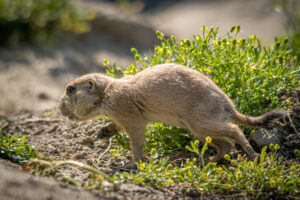 004-2019-06-01 Blijdorp zoo