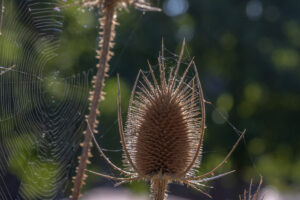 005-2018-09-18 Limburg Arcen
