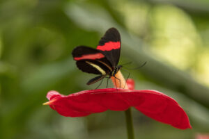 005-2019-04-07 Vlinders aan de Vliet