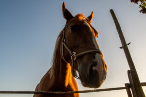 005-2019-09-13 Camping Paard en Sterren