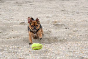 006-2018-03-31 Puppy shoot op de Zandmotor