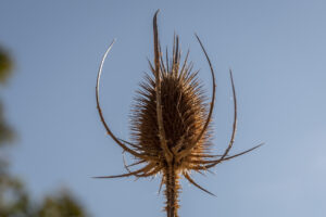 006-2018-09-18 Limburg Arcen