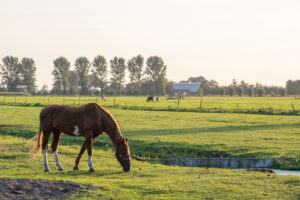 006-2019-09-13 Camping Paard en Sterren