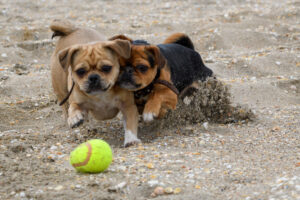 007-2018-03-31 Puppy shoot op de Zandmotor