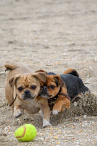 008-2018-03-31 Puppy shoot op de Zandmotor