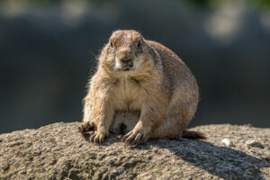 008-2019-06-01 Blijdorp zoo