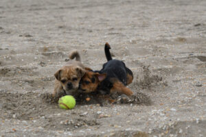 009-2018-03-31 Puppy shoot op de Zandmotor
