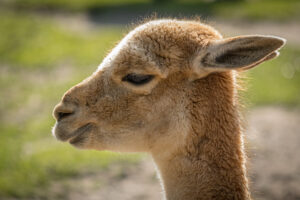 009-2019-06-01 Blijdorp zoo