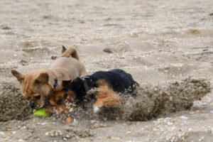 010-2018-03-31 Puppy shoot op de Zandmotor