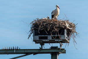 010-2019-06-01 Blijdorp zoo
