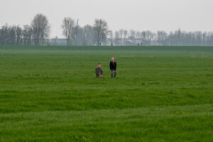 011-2018-04-15 Dansende Koeien