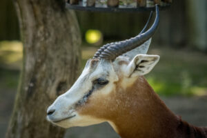 011-2019-06-01 Blijdorp zoo