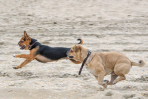 012-2018-03-31 Puppy shoot op de Zandmotor