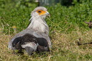 012-2019-06-01 Blijdorp zoo