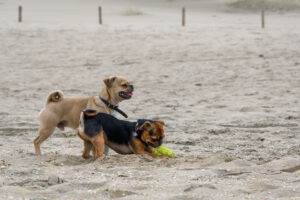 013-2018-03-31 Puppy shoot op de Zandmotor