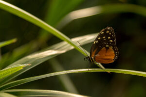 013-2019-04-07 Vlinders aan de Vliet