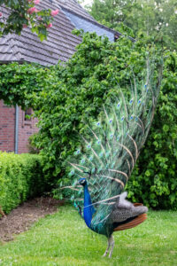 013-2019-05-28 Jaegershof