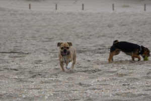 014-2018-03-31 Puppy shoot op de Zandmotor