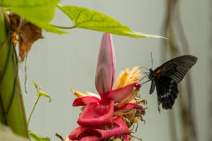 014-2019-04-07 Vlinders aan de Vliet