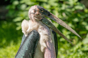 014-2019-06-01 Blijdorp zoo
