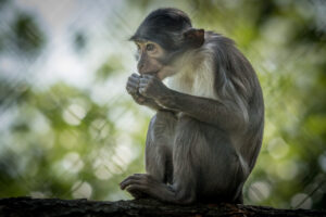 015-2019-06-01 Blijdorp zoo