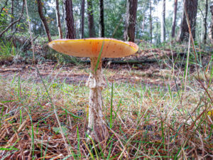 015-2019-10-04 Richting Veluwse Bron