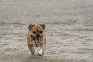 016-2018-03-31 Puppy shoot op de Zandmotor