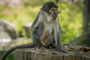 017-2019-06-01 Blijdorp zoo