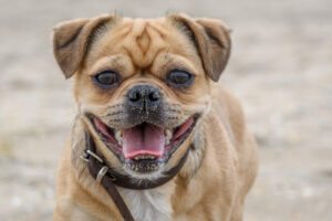 018-2018-03-31 Puppy shoot op de Zandmotor