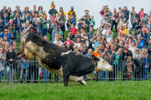 018-2018-04-15 Dansende Koeien