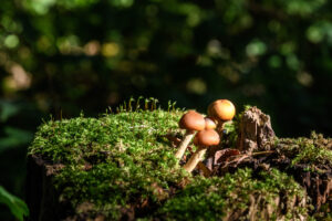 018-2018-10-14 Zoetermeer