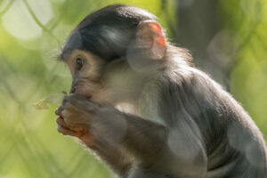 018-2019-06-01 Blijdorp zoo