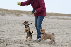 019-2018-03-31 Puppy shoot op de Zandmotor