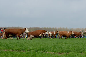 019-2018-04-15 Dansende Koeien