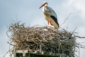 019-2019-06-08 Weekendje Dwingeloo