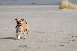 020-2018-03-31 Puppy shoot op de Zandmotor