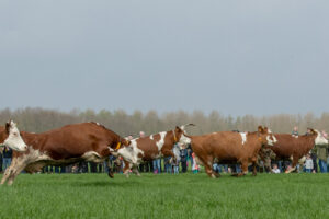 020-2018-04-15 Dansende Koeien