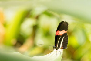 020-2019-04-07 Vlinders aan de Vliet