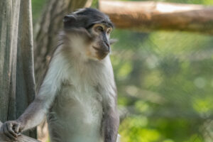 020-2019-06-01 Blijdorp zoo