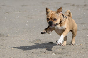 021-2018-03-31 Puppy shoot op de Zandmotor