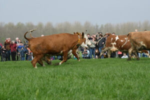 021-2018-04-15 Dansende Koeien