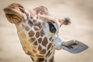 021-2019-06-01 Blijdorp zoo