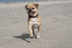 022-2018-03-31 Puppy shoot op de Zandmotor