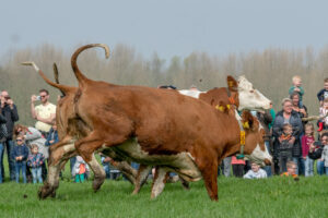 022-2018-04-15 Dansende Koeien