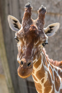 022-2019-06-01 Blijdorp zoo