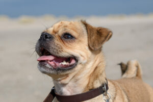 023-2018-03-31 Puppy shoot op de Zandmotor