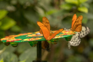 023-2019-04-07 Vlinders aan de Vliet