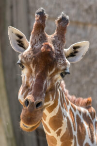 023-2019-06-01 Blijdorp zoo