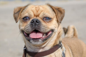 024-2018-03-31 Puppy shoot op de Zandmotor